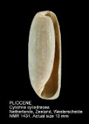 PLIOCENE Cylichna cylindracea (2)